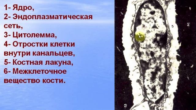 Экзаменационные электронограммы. Видео лекция С.М.Зиматкин смотреть онлайн