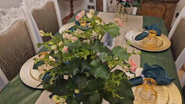 КОМНАТНЫЕ РАСТЕНИЯ.БЕГОНИЯ КРАСИВОЦВЕТУЩАЯ#влог#цветы#растения#