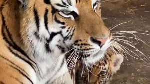 Тигренок успокаивает маму-тигрицу !