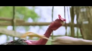 Драка петух  ? ????!!!!