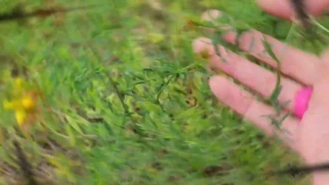 Зверобой Трава: польза и вред (Кратко и Понятно!) | Лекарственные растения смотреть онлайн