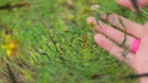 Зверобой Трава: польза и вред (Кратко и Понятно!) | Лекарственные растения