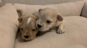 Мальтипу щенки. Возраст 3 недели.