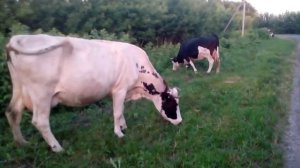 почему коровы сбавили молоко//скоро отел//новости по хозяйству