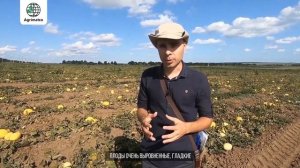 Гибрид дыни Хало F1 канарского типа, от компании Холлар Сидс (США)