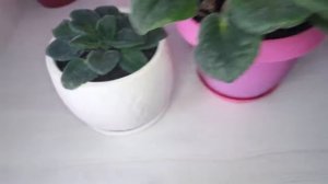 Фиалки! Полив, уход и размножение фиалок.