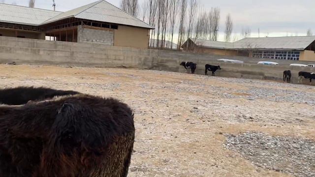 CHIMYON, MINDON KON CHORVA BOZORI NARHLARI HAMMASIDAN BOR. 13,12,2023.
