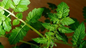 Мой огород на подоконнике.