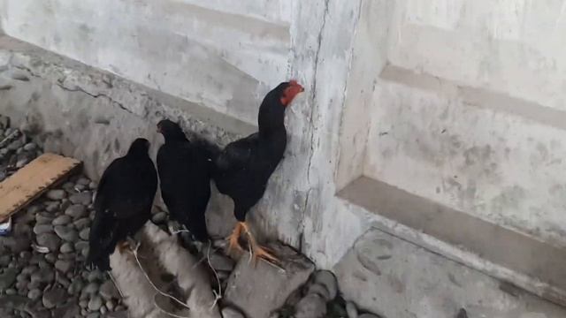 Кара-суу базары!!! Холодильник,Тоок базар.Базар коргон. смотреть онлайн