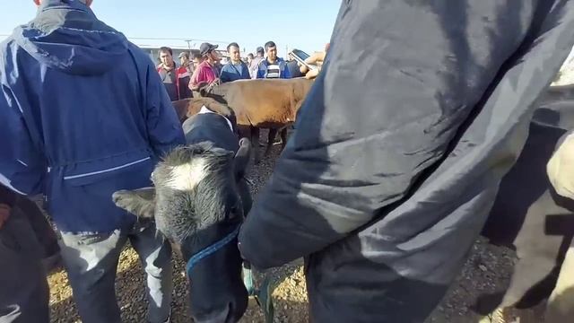 1300, кг  Самый большой бык в ? мире, Букаи калон ва тайлокои парода, Молбозор,  11 мая 2023 г.
