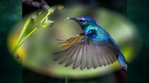 "В экваториальном лесу Южной Америки", Окружающий мир 4 класс ч.1, с.106-109, Планета знаний.