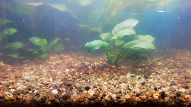 Мой печальный опыт применения Сайдекса смотреть онлайн