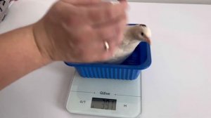 СКОЛЬКО ВЕСИТ ПЕРЕПЕЛКА / СКОЛЬКО ВЕСЯТ ПТЕНЦЫ ПЕРЕПЕЛА / ВЕС ЯИЦ ПЕРЕПЕЛА