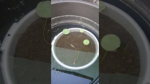 Подкормка для лотосов.