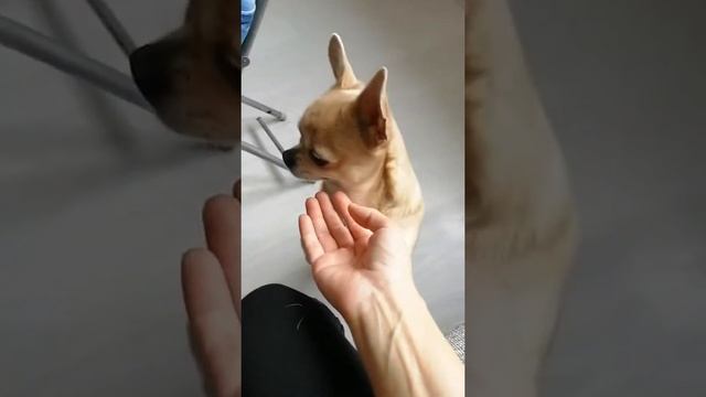 Как называется собачка? смотреть онлайн