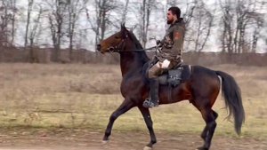Чистопородный Кабардинский жеребец Мансур.