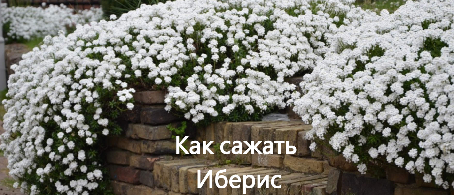 Как сажать иберис. Выращиваем иберис из сенян смотреть онлайн