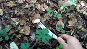 Осенний сбор гибов в архызе