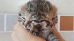 ШОК! КОШЕЧКА С ДВУМЯ ЛИЦАМИ РОДИЛАСЬ В ЮАР