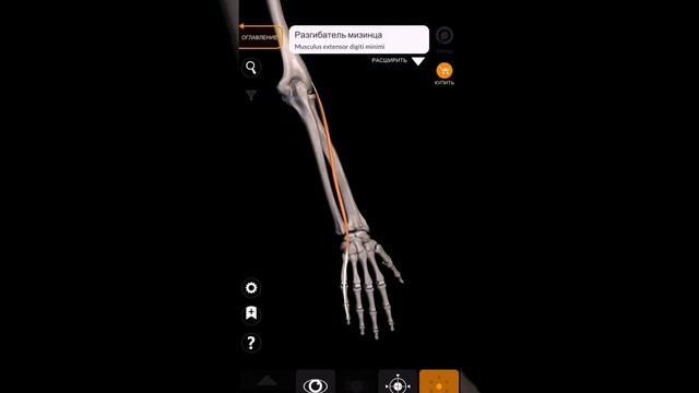 Мышцы предплечья. Мышцы разгисгибатели пальцев - разгибатель пальцев - 4мышца смотреть онлайн