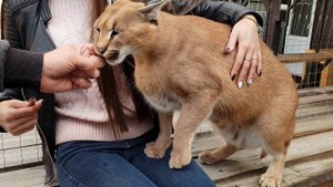 В гостях у каракалов (продолжение). Visiting caracals (continued)