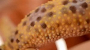 ЭУБЛЕФАР. Обзор. Внешний вид.  ablefor. eublefar. 因为