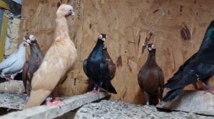 голуби будапештский Турман,немецкая чайка,венгерский Турман,московский выставочный