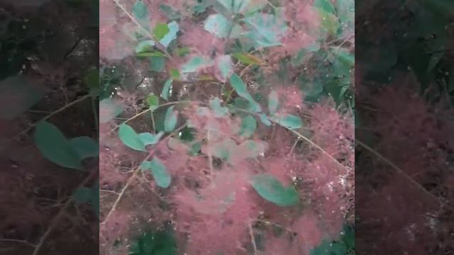 Скумпия! Начало цветения! смотреть онлайн