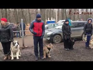 НАША ШКОЛА для пумы и не только OUR SCHOOL is for cougar and not only