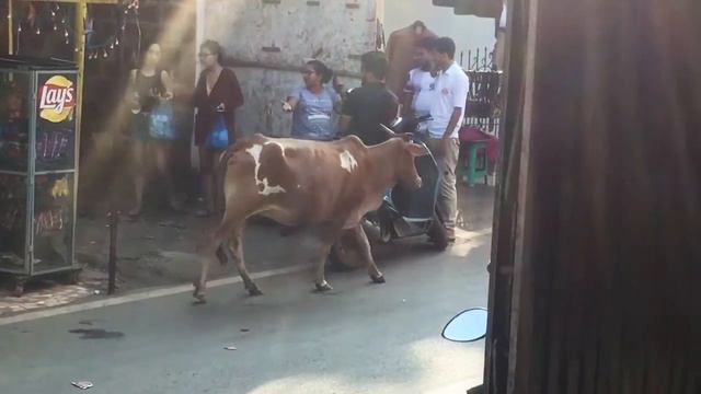 Священное животное в Индии - корова смотреть онлайн