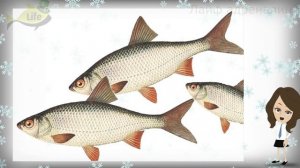 Как правильно ловить плотву в январе? Где искать плотву в январе? Секреты ловли плотвы в январе!