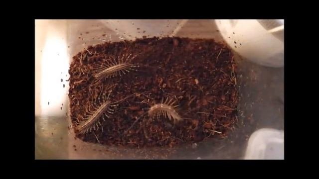 Мухоловка (Scutigera Coleoptrata) кормление