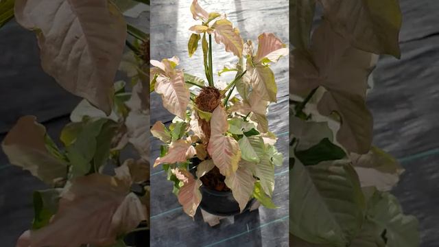 ต้นออมเงินชมพูด่าง Pink spot смотреть онлайн