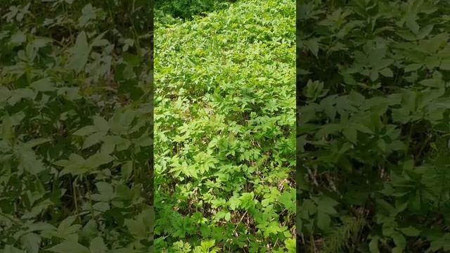 СНЫТЬ В СИБИРИ 2023 г. смотреть онлайн