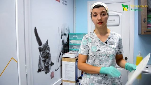 У кошки проблемы с зубами смотреть онлайн