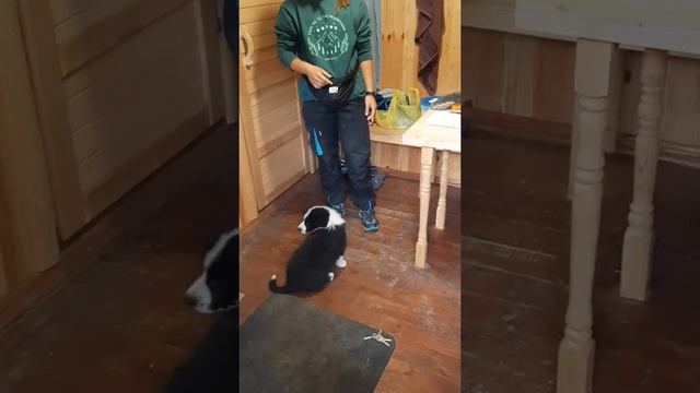 Тестирование щенков на психику и темперамент смотреть онлайн