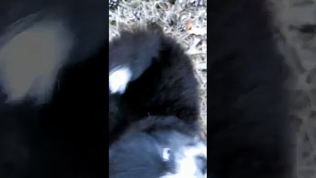 Pomeranian /померанский шпиц