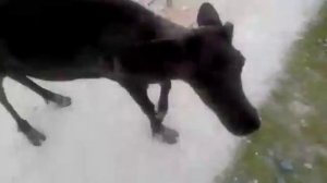 Олень на севере