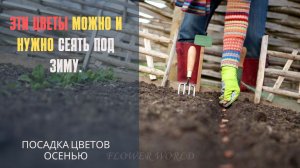 Какие цветы можно и нужно сеять под зиму.?