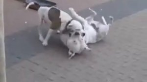 Собачи бои