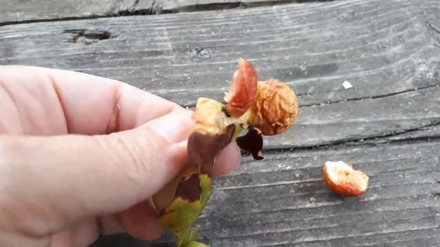 Шарики на листьях дуба, галлы - что это? Читайте в описании. Видео - 2 смотреть онлайн