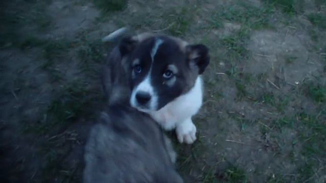 ЩЕНКИ от БАНДИТА и РОЗИ 2 месяца!!! смотреть онлайн