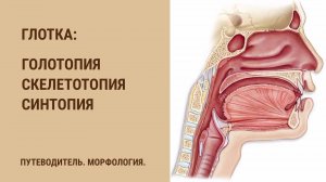 Глотка. Голотопия. Скелетотопия. Синтопия