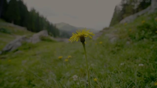 CAT Games TV | Nature's Mystical Guardians: Praying Mantis | Bug Videos For Cats to Watch | ? смотреть онлайн