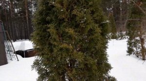 Туи колоновидные, от адаптированных деревьев, размножение, укрытие..
