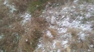 Поиск рогов лося в Налибокской пуще, декабрь 2020, mega poroże łosia para огромные рога лося