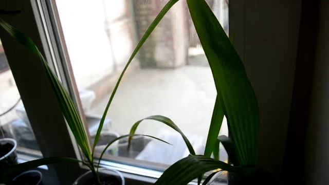 Вашингтония нитеносная из семян!!! смотреть онлайн