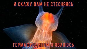Морской ангел - моллюск как будто с другой планеты