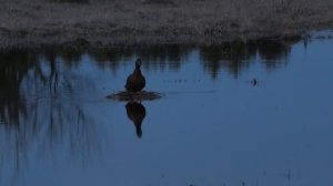 Отличная охота с подсадными утками, Семёновская чубарая против Первомайской рабочей, кто кого!