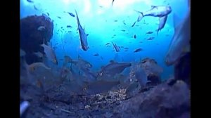 Тест подледной камеры Lucky Spy FL180pr